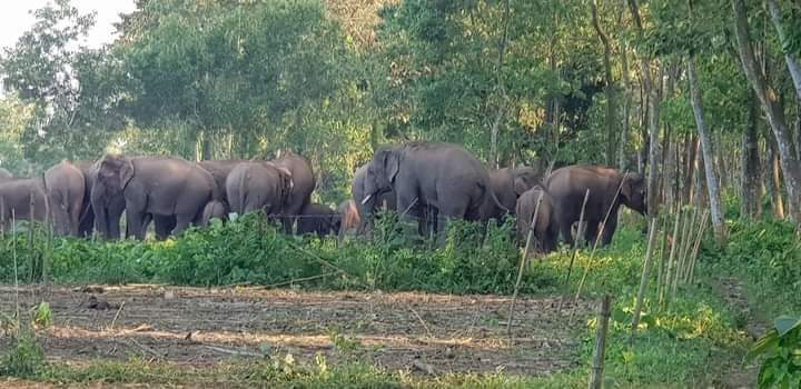 শেরপুর সীমান্তে হাতি আতঙ্কে, ঘুম নেই পাহাড়ি অধিবাসীদের