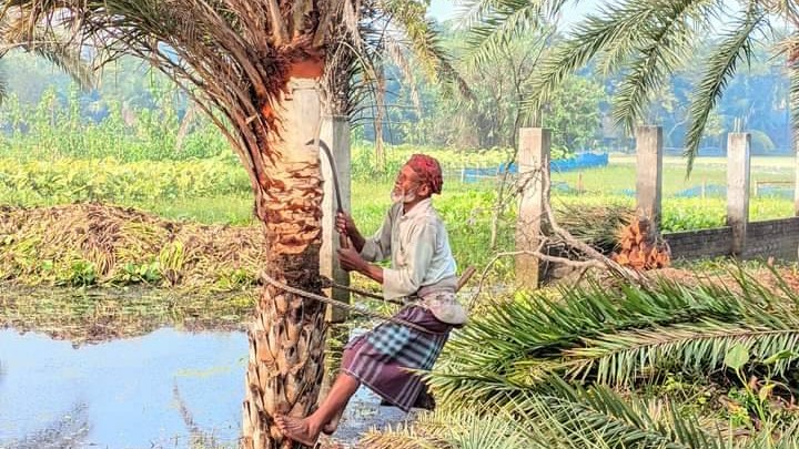 গ্রীষ্মের বিদায় এসেছে শীত রস সংগ্রহে ব্যাস্ত গাছি