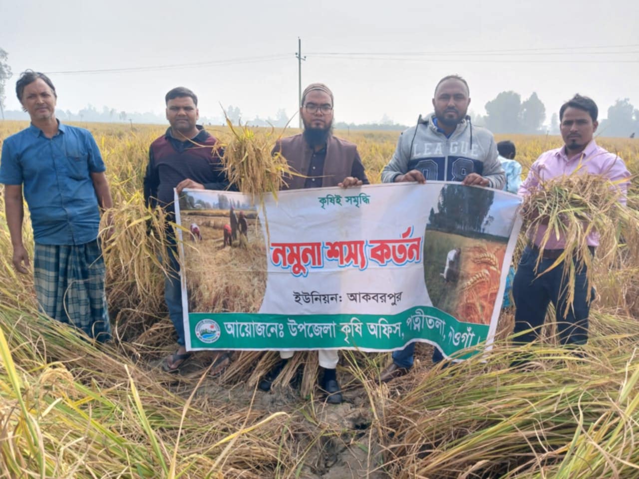 পত্নীতলায় আমন ধানের নমুনা শস্য কর্তন