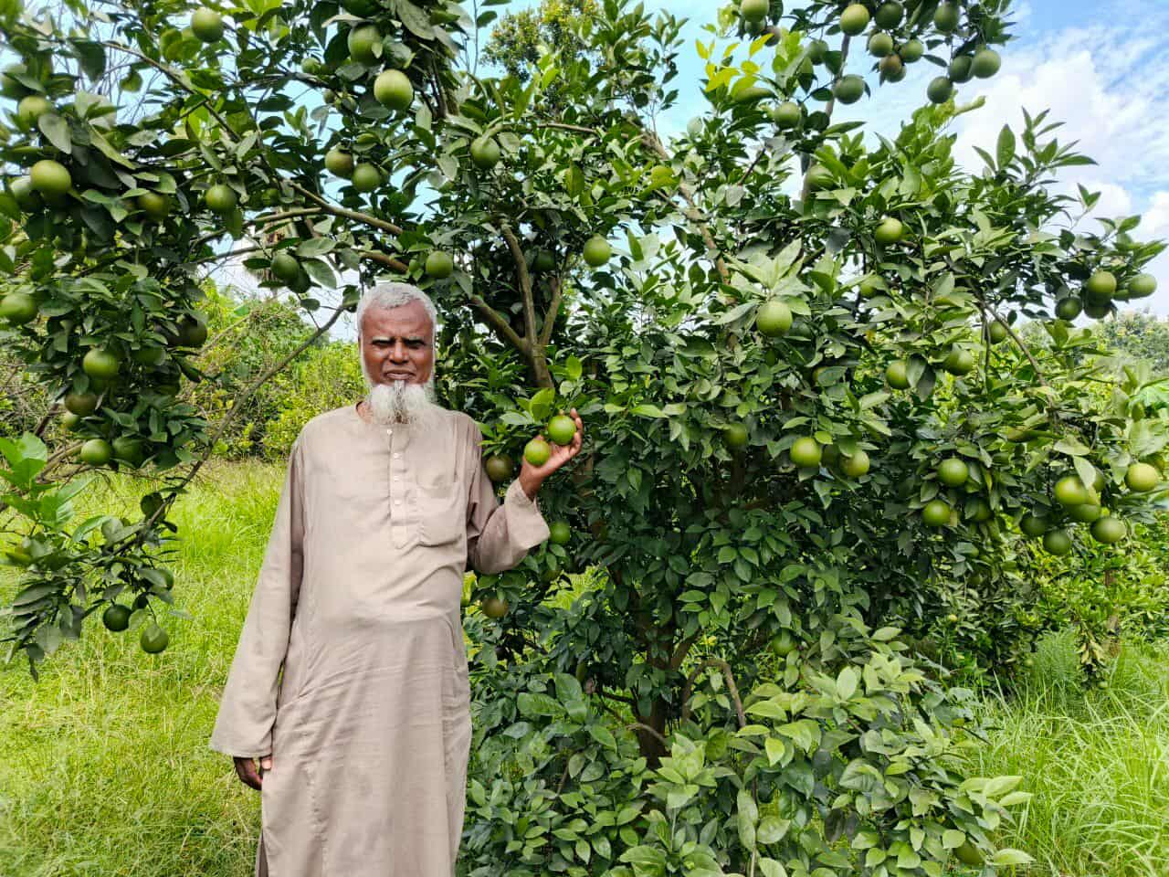 কালীগঞ্জে মিশ্র ফল বাগানে মাল্টা চাষে কৃষকের মুখে হাসি
