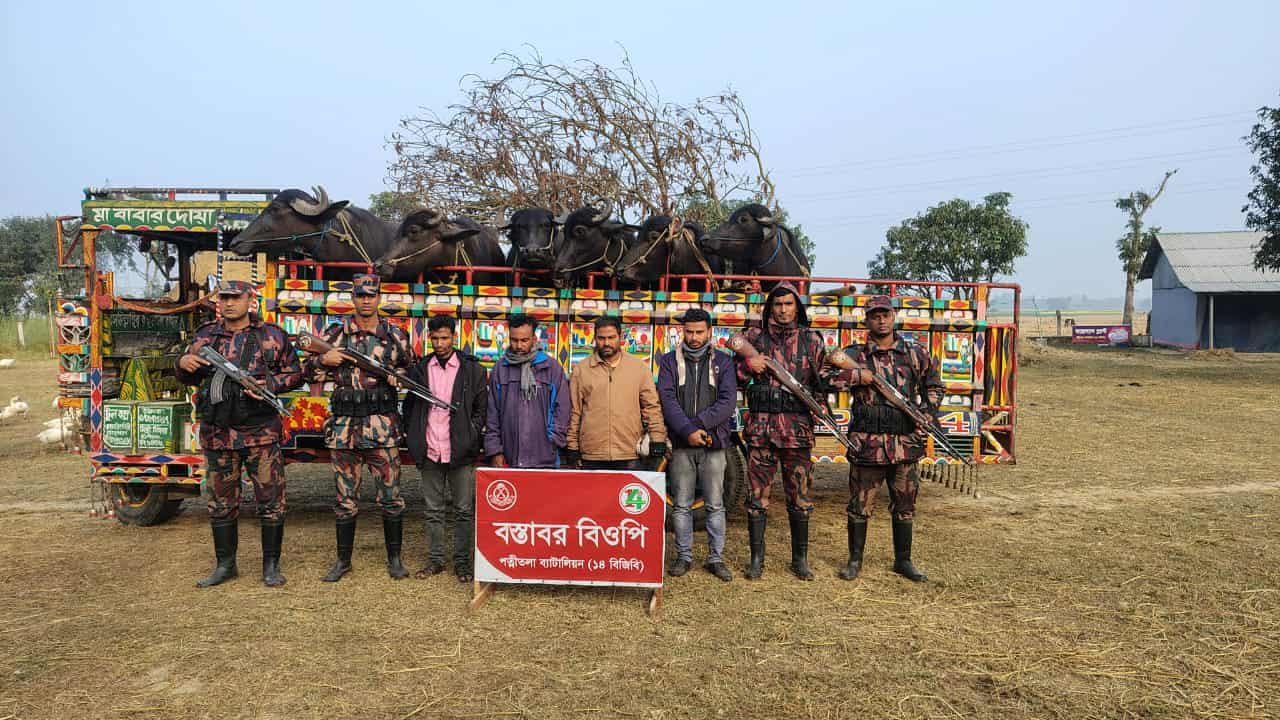 পত্নীতলা বিজিবি’র অভিযানে সীমান্তে ৬টি মহিষসহ আটক-৪