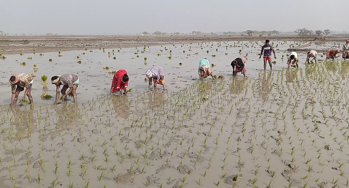 নওগাঁয় শীত ও কুয়াশার মধ্যেও ইরি বোরো ধান রোপণ শুরু
