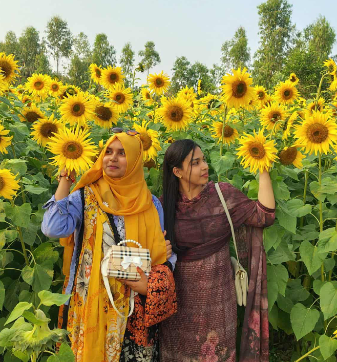 পত্নীতলায় সূর্যমূখীর সৌন্দর্য আকৃষ্ট হচ্ছে তরুণ- তরুণী