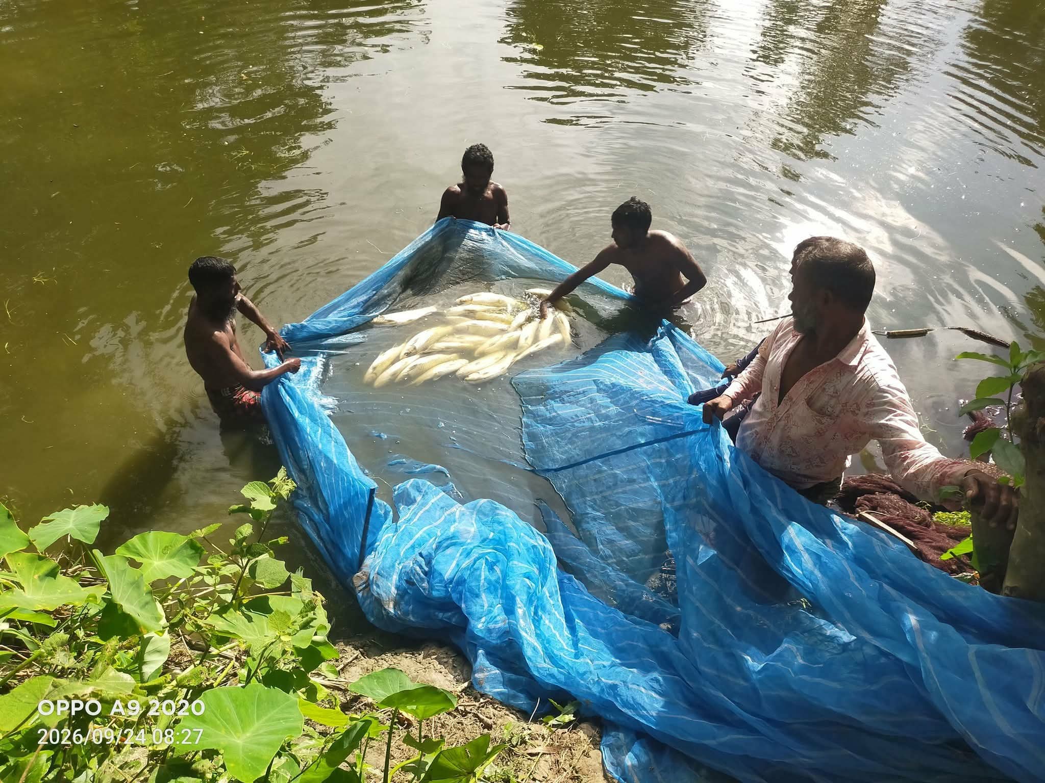ইসলামপুরে পুকুরে বিষ প্রয়োগে নিধন লাখ লাখ টাকার মাছ