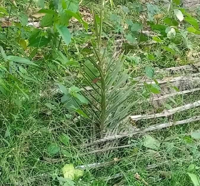 সিংড়ার কলম কেন্দ্রীয় কবরস্থানে ছয় মাসেও শুকায়নি কবরের খেজুরের ডাল, দেখতে ভিড় করছেন মানুষ