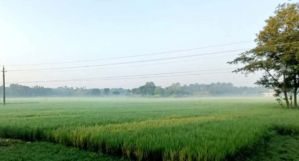 ফিনফিনে কুয়াশায় ঘোমটা টেনে বাংলার প্রকৃতিতে এল হেমন্ত