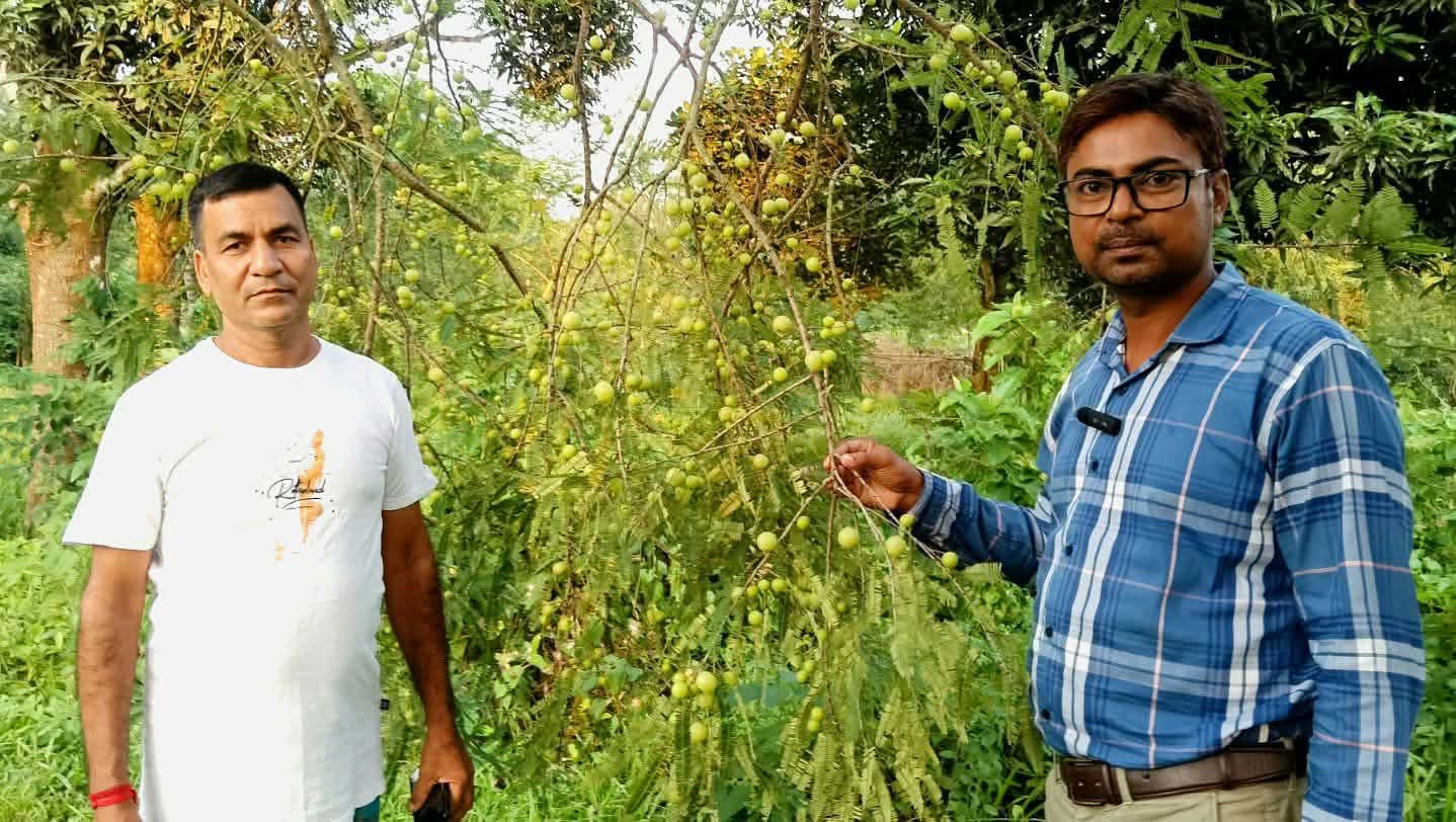 ঔষধি ও পুষ্ঠি গুণে সমৃদ্ধ আমলকী চাষে কালীগঞ্জে নতুন সম্ভাবনা